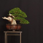 Mise en forme d’un juniperus itoïgawa shohin