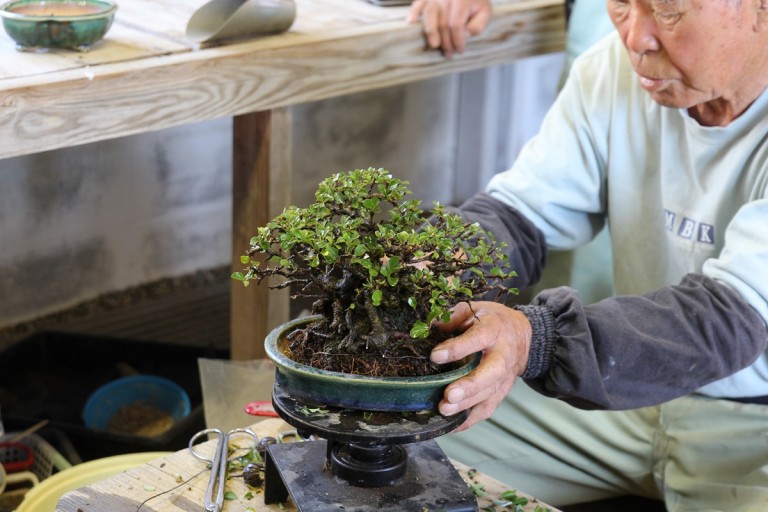 Comment rempoter son bonsaï