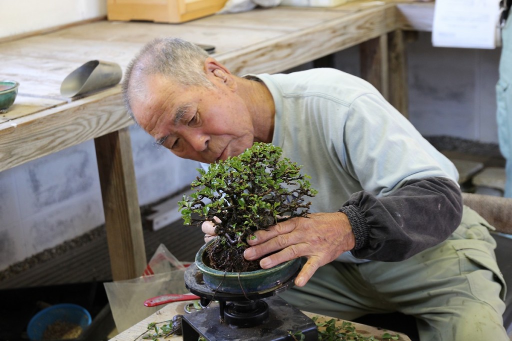Comment rempoter son bonsaï - Bonsai-Shohin.com