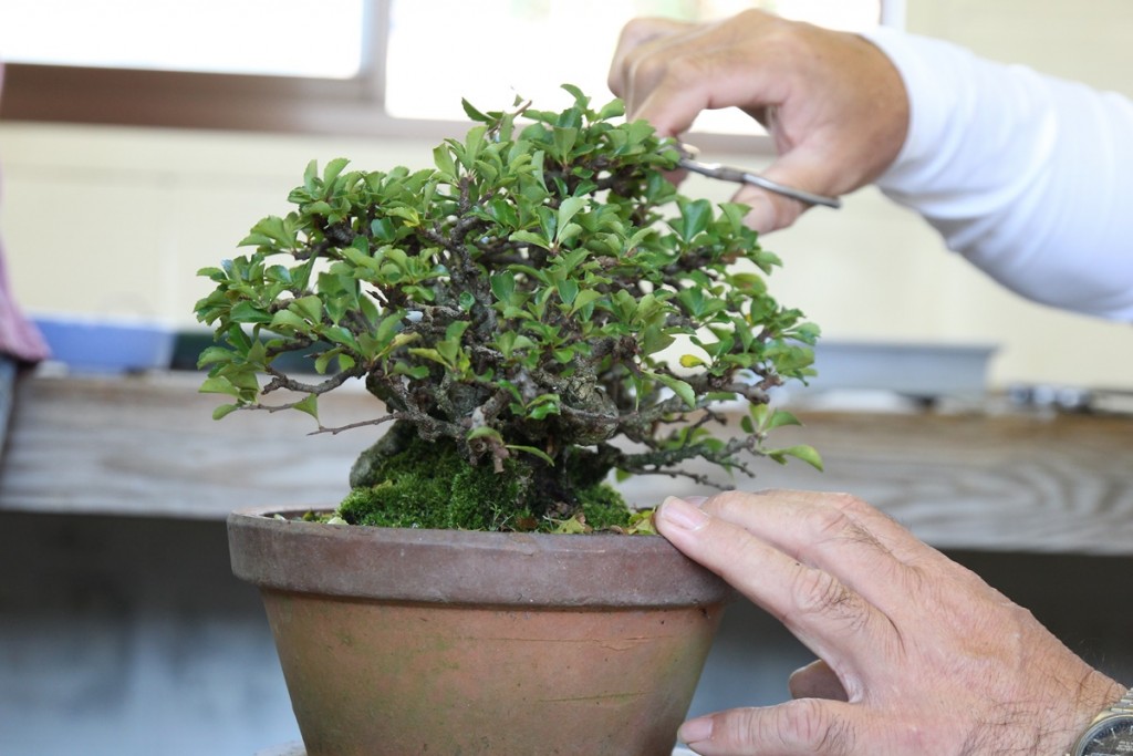 Comment rempoter son bonsaï - Bonsai-Shohin.com
