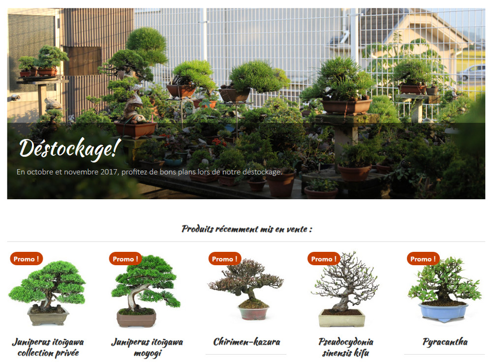 http://bonsai-shohin.com/wp-content/uploads/2017/10/destockage-bonsai-shohin.jpg