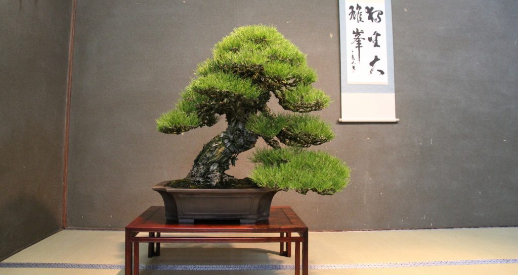 http://bonsai-shohin.com/wp-content/uploads/2018/01/pin-noir-takamatsu-1024x545.jpg