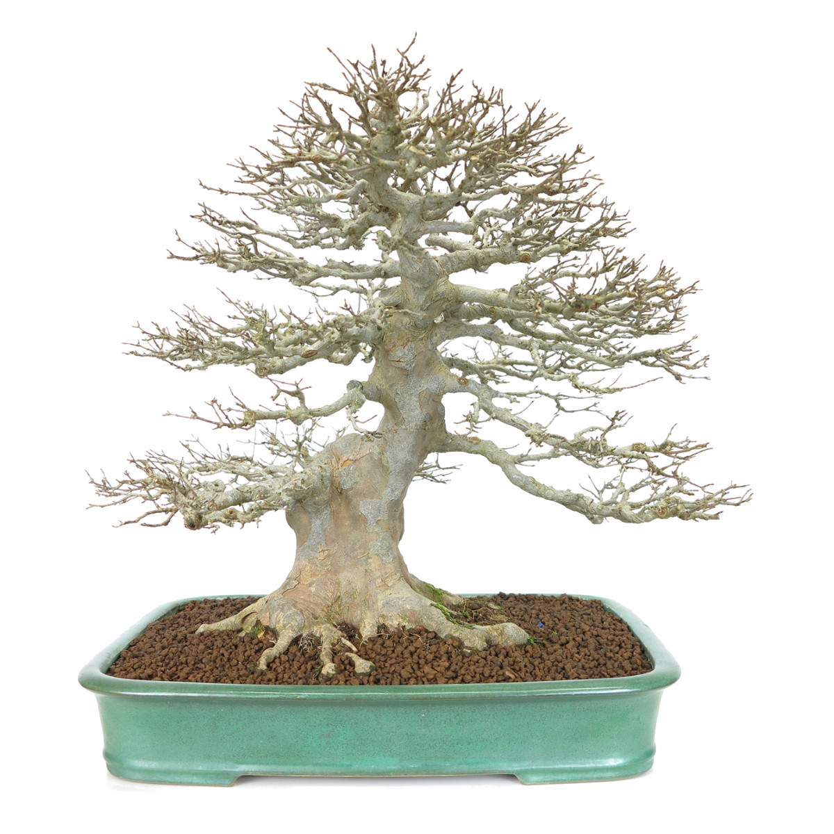 http://bonsai-shohin.com/wp-content/uploads/2018/02/acer-buergeranium.jpg