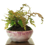 fougere japonaise - shitakusa 001