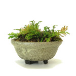 fougere japonaise - shitakusa 002