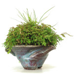 fougere japonaise - shitakusa 006