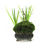 iris japonais - shitakusa 007